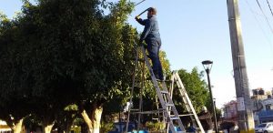 Realizan poda de árboles y arbustos en la comunidad de La Rinconada