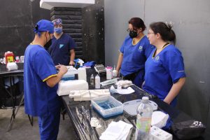 Fueron esterilizados de manera gratuita 200 perros y gatos en Zamora