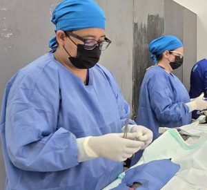 Anuncian campaña gratuita de esterilización para perros y gatos en Zamora