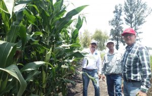 Invitan a productores a demostración de maíces con alto desempeño