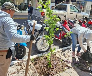 Zamora alcanza más de 18 mil árboles plantados gracias a la campaña permanente de reforestación